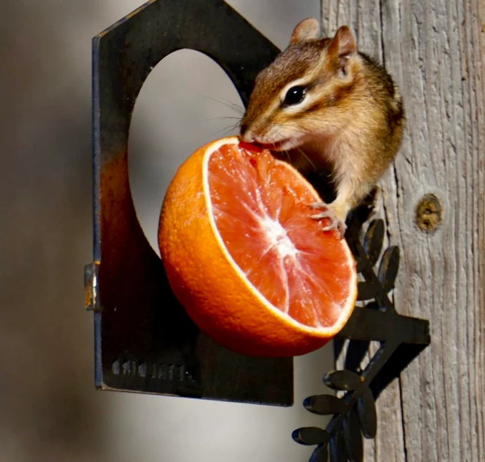 Metal House Bird Feeder